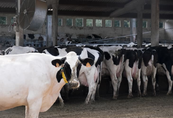 Holstein cows in a barn, one facing forward with a yellow ear tag, others standing in a row.