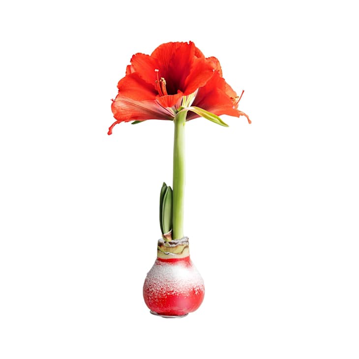 Costa Farms Amaryllis Bulb at Amazon